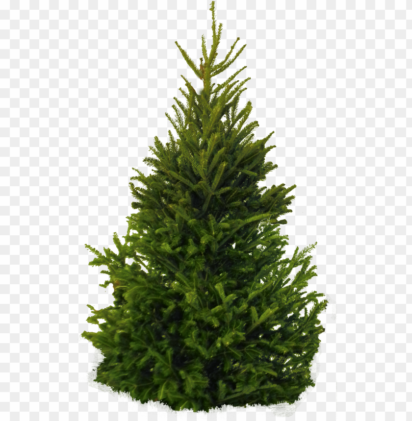 Free download | HD PNG PNG image of tall green coniferous tree with a ...