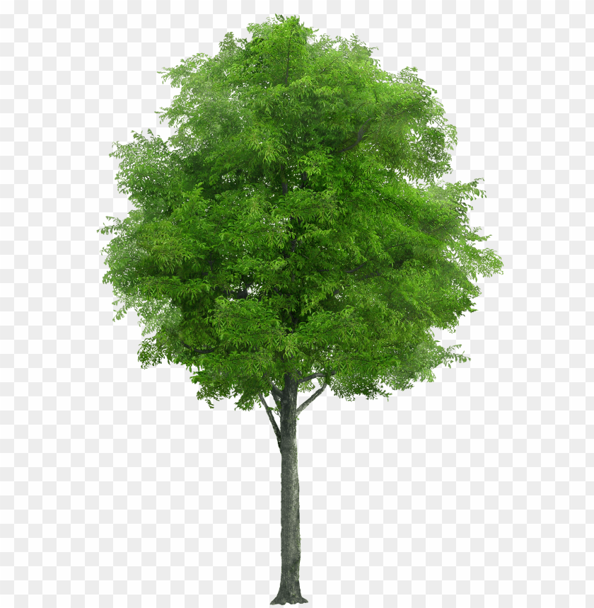 Free download | HD PNG PNG image of tree with bright green rounded ...