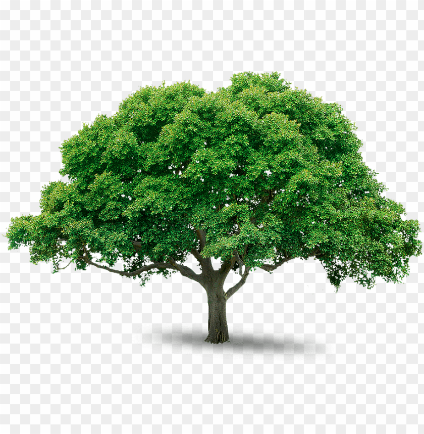 Free download | HD PNG PNG image of tree with compact green foliage ...