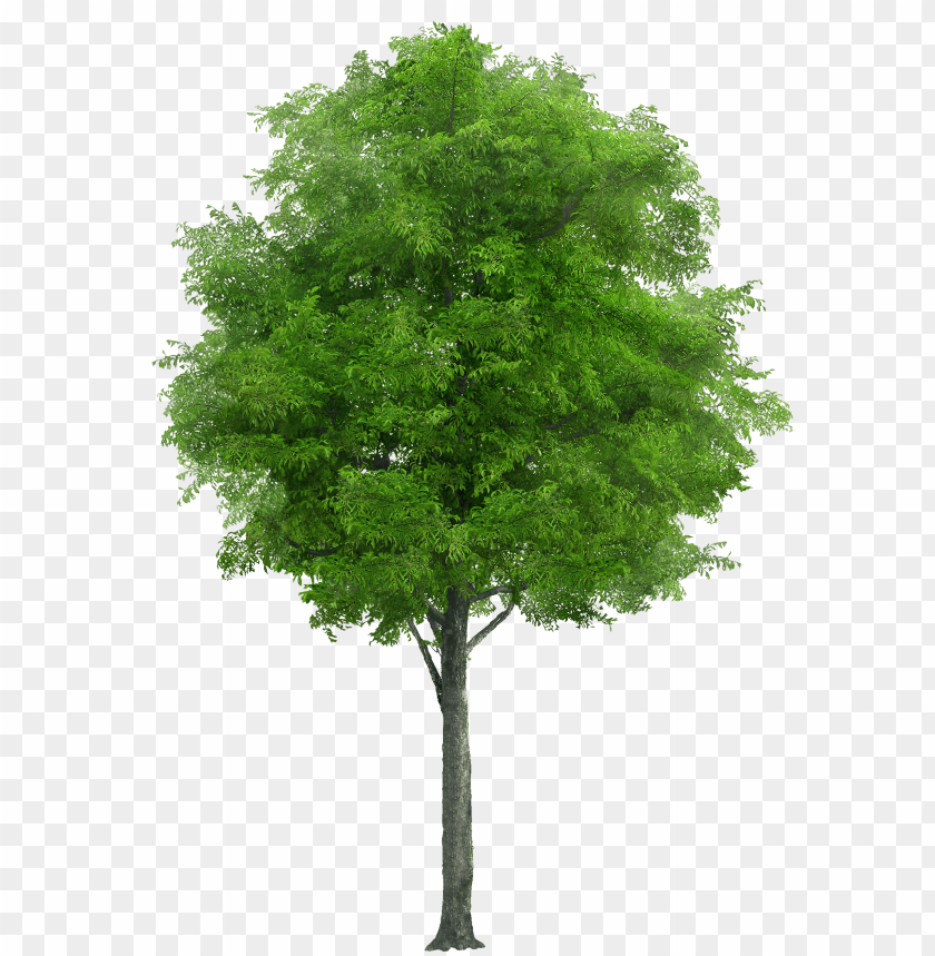 Free download | HD PNG PNG image of tree with a clear background ...