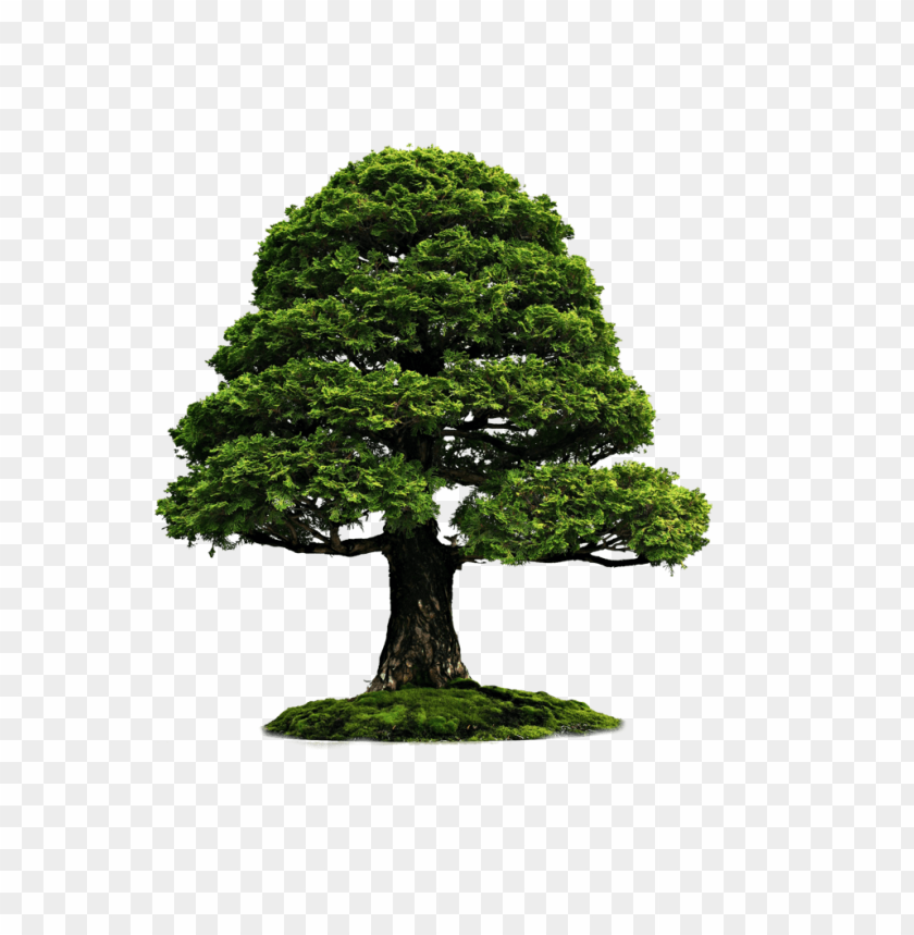 Free download | HD PNG PNG image of tree with a clear background ...
