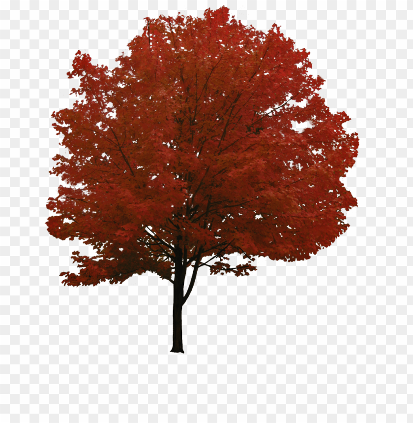 Free download | HD PNG PNG image of tree with a clear background ...