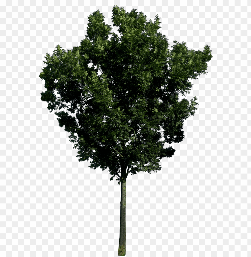 Free download | HD PNG PNG image of tree with a clear background ...