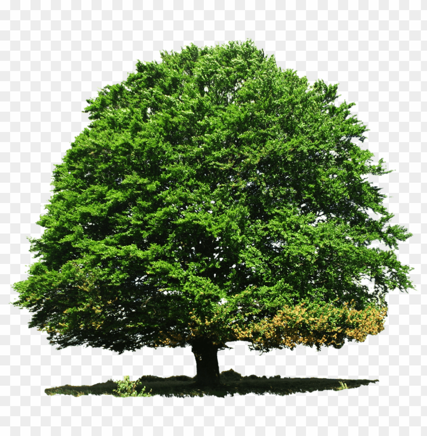 Free download | HD PNG PNG image of large green tree with dense foliage ...