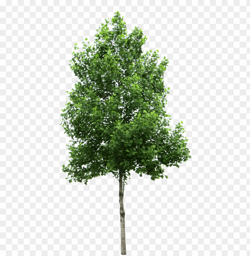 Free download | HD PNG PNG image of large tree with dense green leaves ...