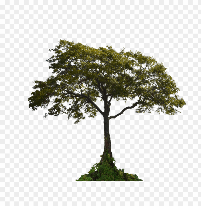 Free download | HD PNG PNG image of tall green tree with wide canopy ...