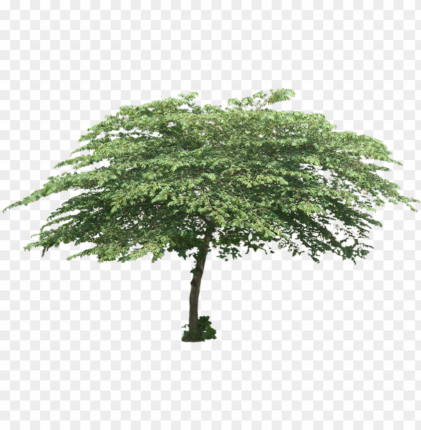 Free download | HD PNG tree PNG transparent with Clear Background ID ...