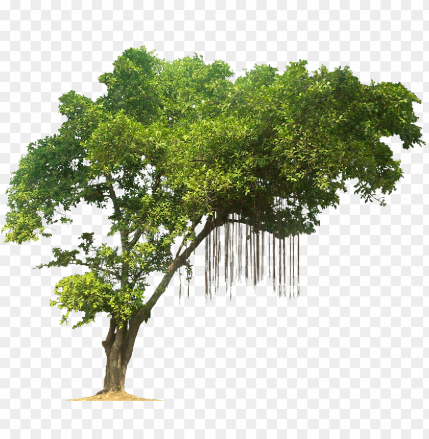 Free download | HD PNG tree PNG transparent with Clear Background ID ...