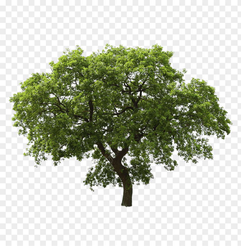 Free download | HD PNG PNG image of lush green tree png with a clear ...