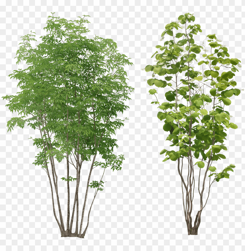 tree png image small tree png image with transparent background toppng tree png image small tree png image