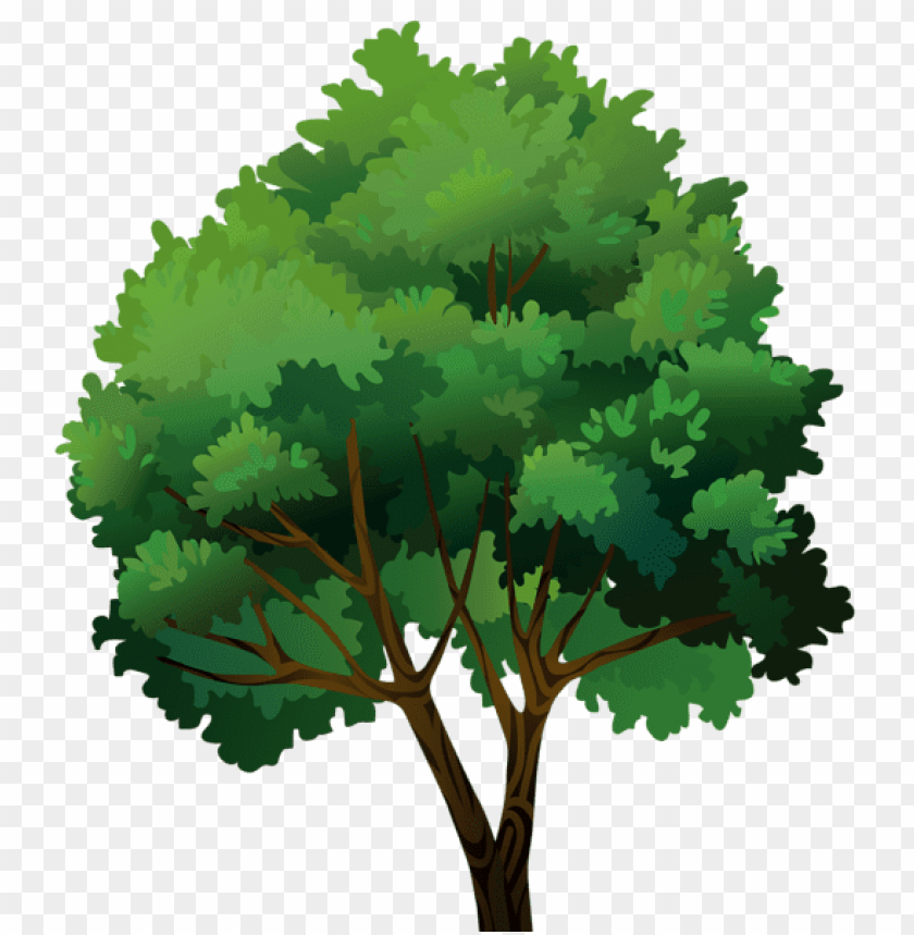 Free download | HD PNG PNG image of dark green tree with wide canopy ...
