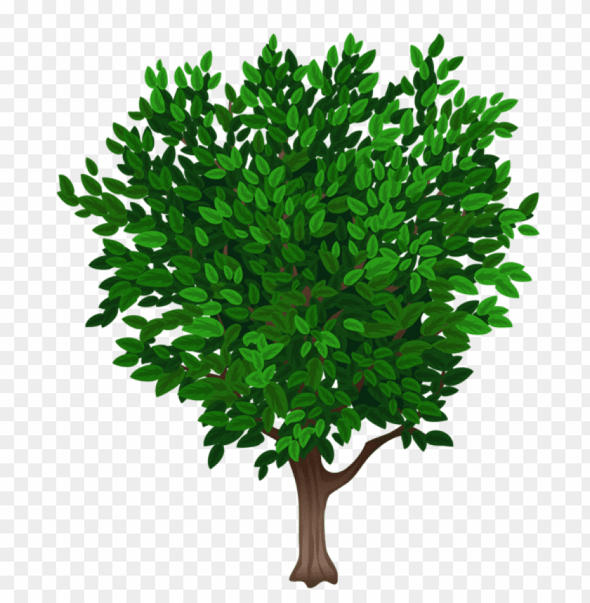 Free download | HD PNG PNG image of small green leafy tree with a clear ...