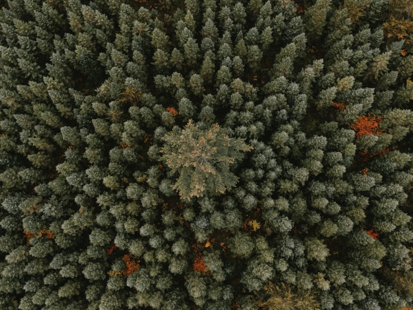 Free download | HD PNG trees aerial view forest ornament green 4k ...
