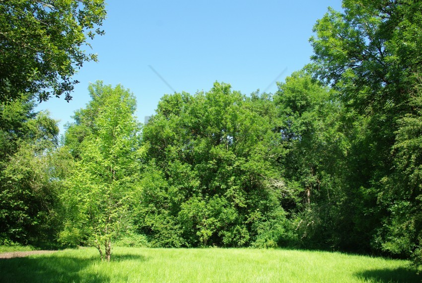 Tree Outside Background Free download | HD PNG trees background image background best stock ...