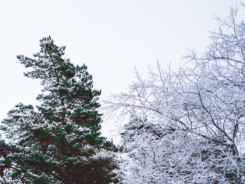 Free download | HD PNG trees branches frost winter sky 4k wallpaper ...