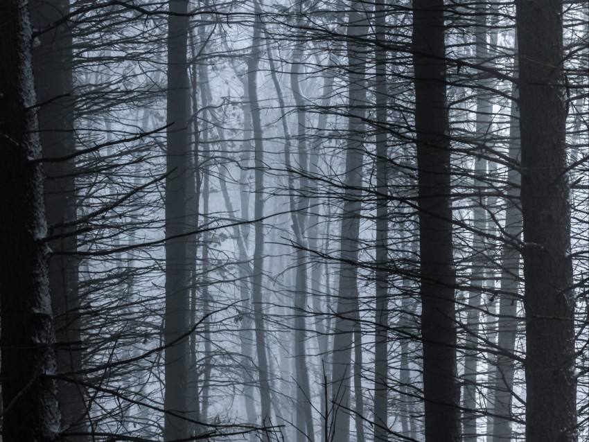 Free download | HD PNG trees fog branches forest 4k wallpaper | TOPpng