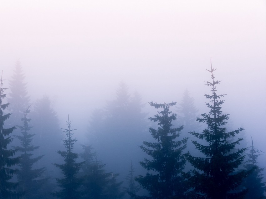 Free download | HD PNG trees fog branches sky 4k wallpaper | TOPpng