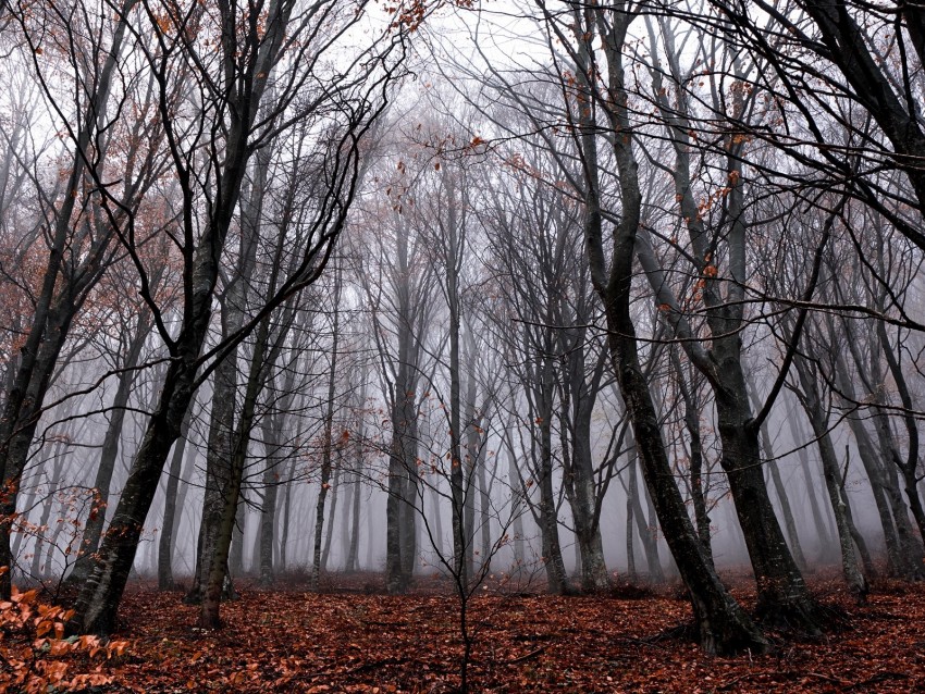 Free download | HD PNG trees fog forest autumn foliage fallen 4k ...