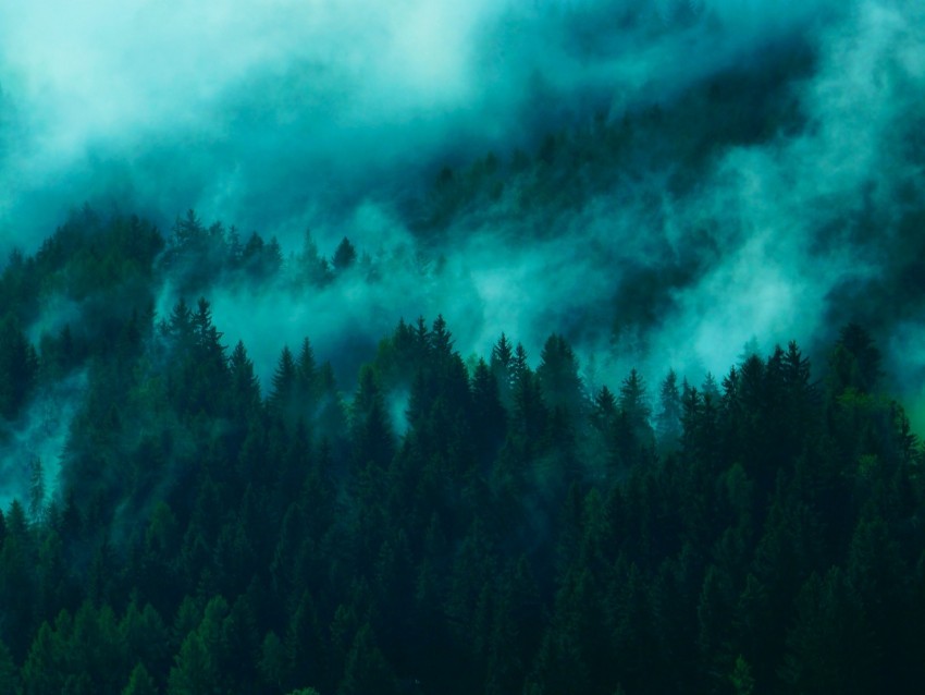 Free download | HD PNG trees fog tops forest 4k wallpaper | TOPpng