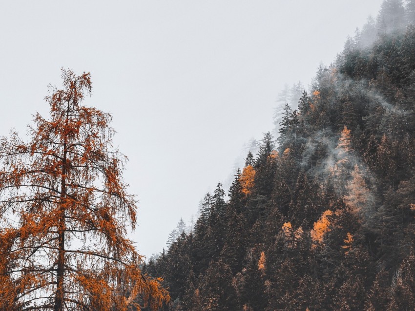 Free download | HD PNG trees forest mountain slope fog 4k wallpaper ...