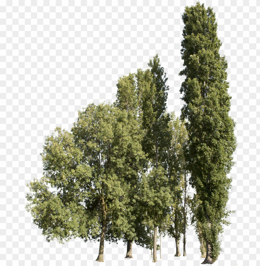 Free download HD PNG trees group cutout trees transparent group trees