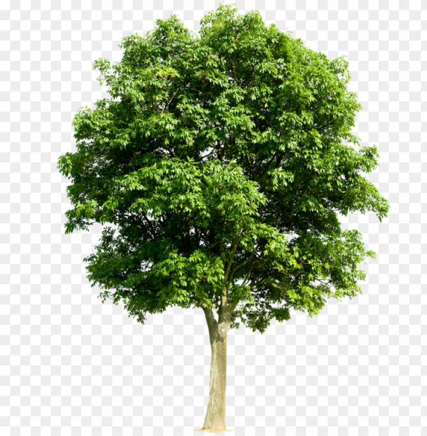 Free download | HD PNG trees png art pinterest transparent fruit tree ...