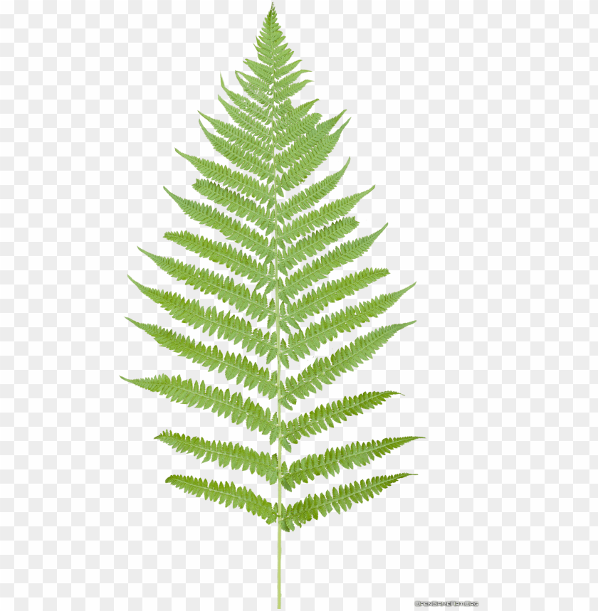 Free download | HD PNG tropical ferns png fern leaf no background PNG ...