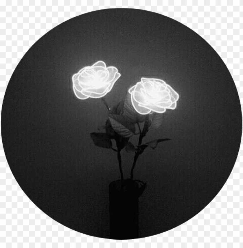 Tumblr Aesthetic Black Roses Rose White Rose Tumblr