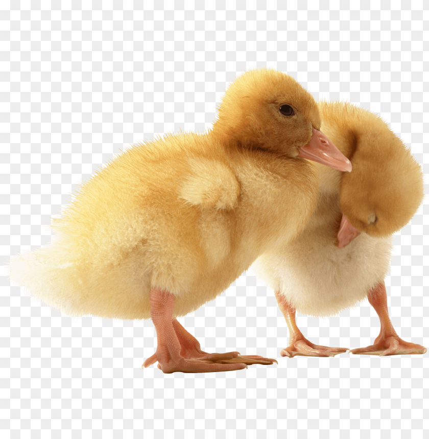 Little Ducks cutout PNG &amp; clipart images | TOPpng