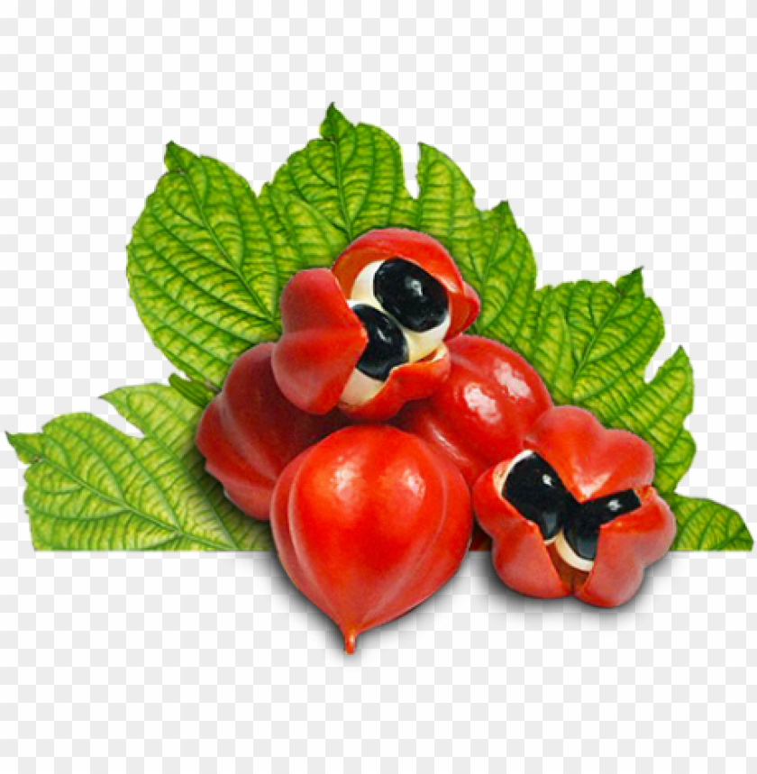 Free download HD PNG uarana fruta guarana seed extract PNG image with