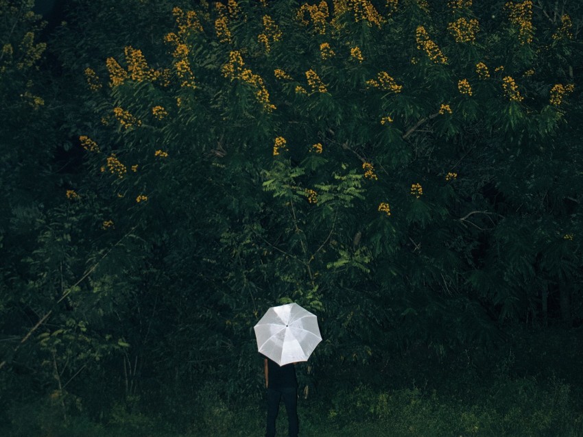 Free download | HD PNG umbrella grass man flowers loneliness 4k ...