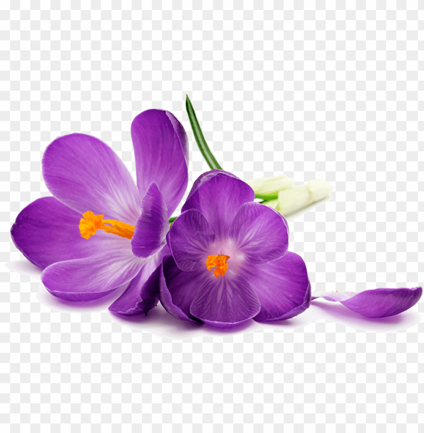 urple flowers png image transparent purple flower on a white background png image with transparent background toppng urple flowers png image transparent