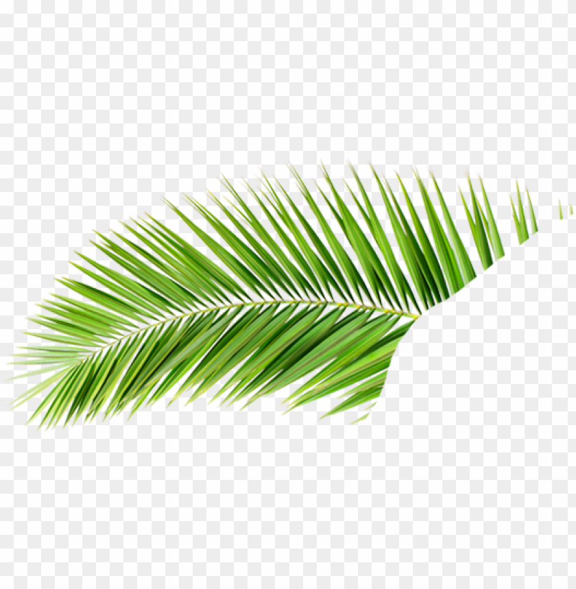 Free download | HD PNG v a p hojas de palmeras PNG image with ...