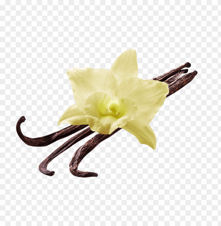 Free download HD PNG vanilla png PNG transparent with Clear
