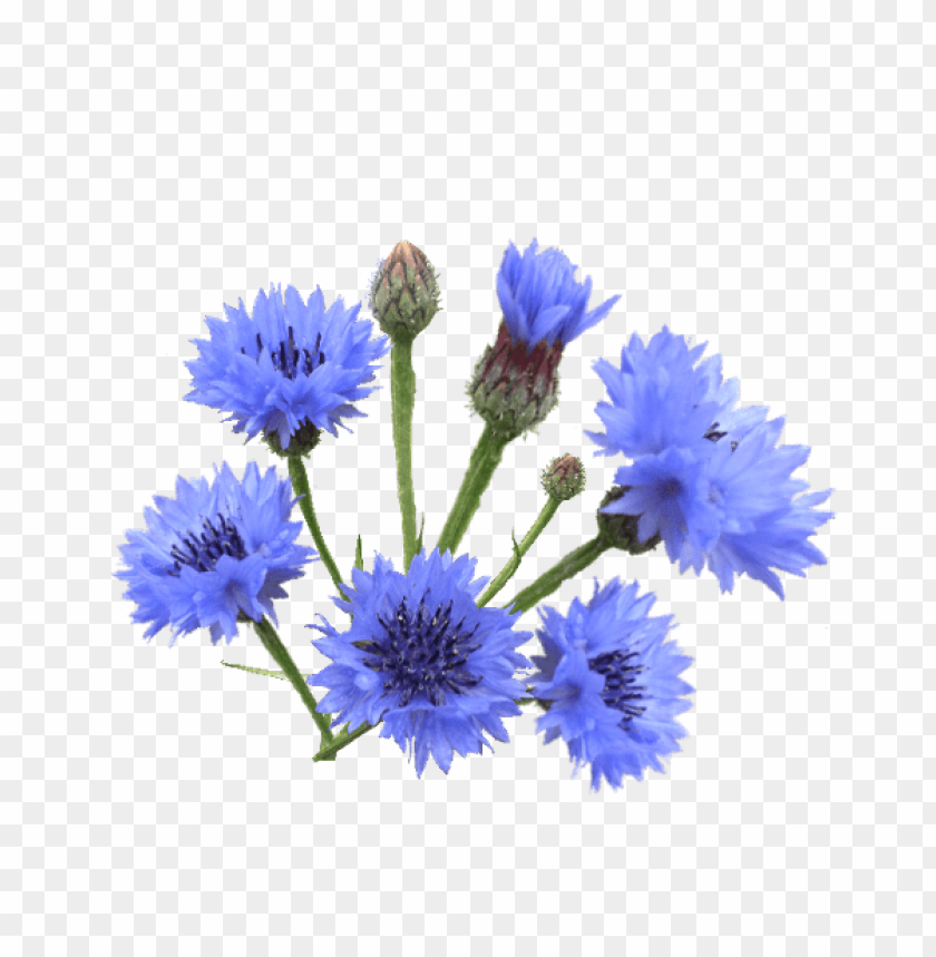 Free download | HD PNG василёк PNG transparent with Clear Background ID ...