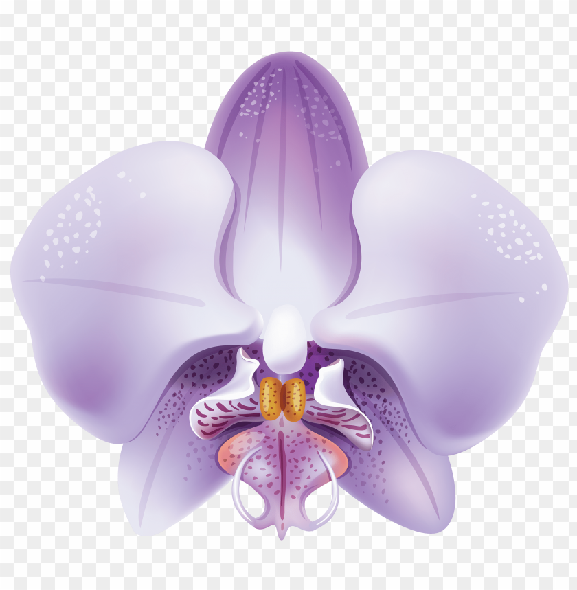 Free download | HD PNG violet orchid flower illustration clipart png ...