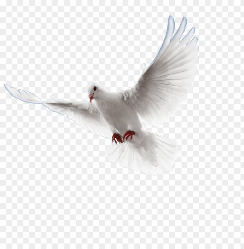 Free download HD PNG visitar paloma png sin fondo PNG transparent