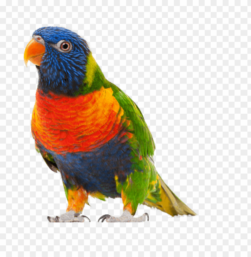 Download Walking Small Parrot Png Images Background Toppng