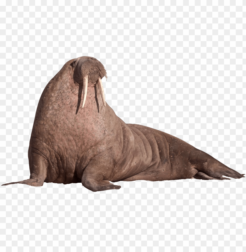 Download walrus sitting on the ground png images background | TOPpng