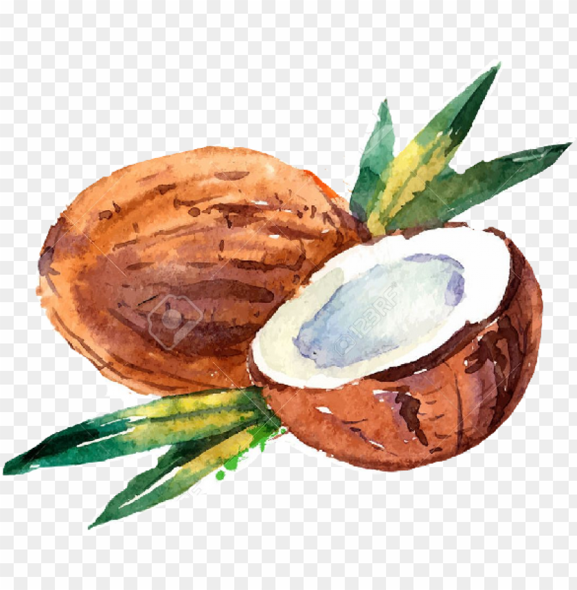 Free download | HD PNG watercolor coconut PNG transparent with Clear ...