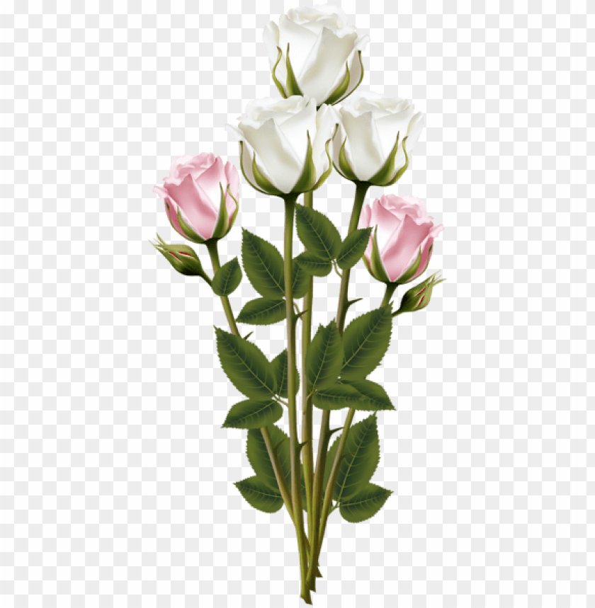 White And Red Roses Png