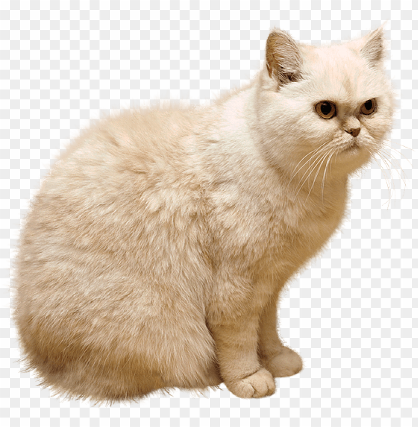 Free download | HD PNG white cat png images background - Image ID 47061 ...