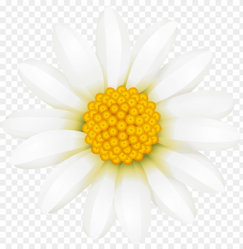 Free download | HD PNG PNG image of white daisy transparent with a ...