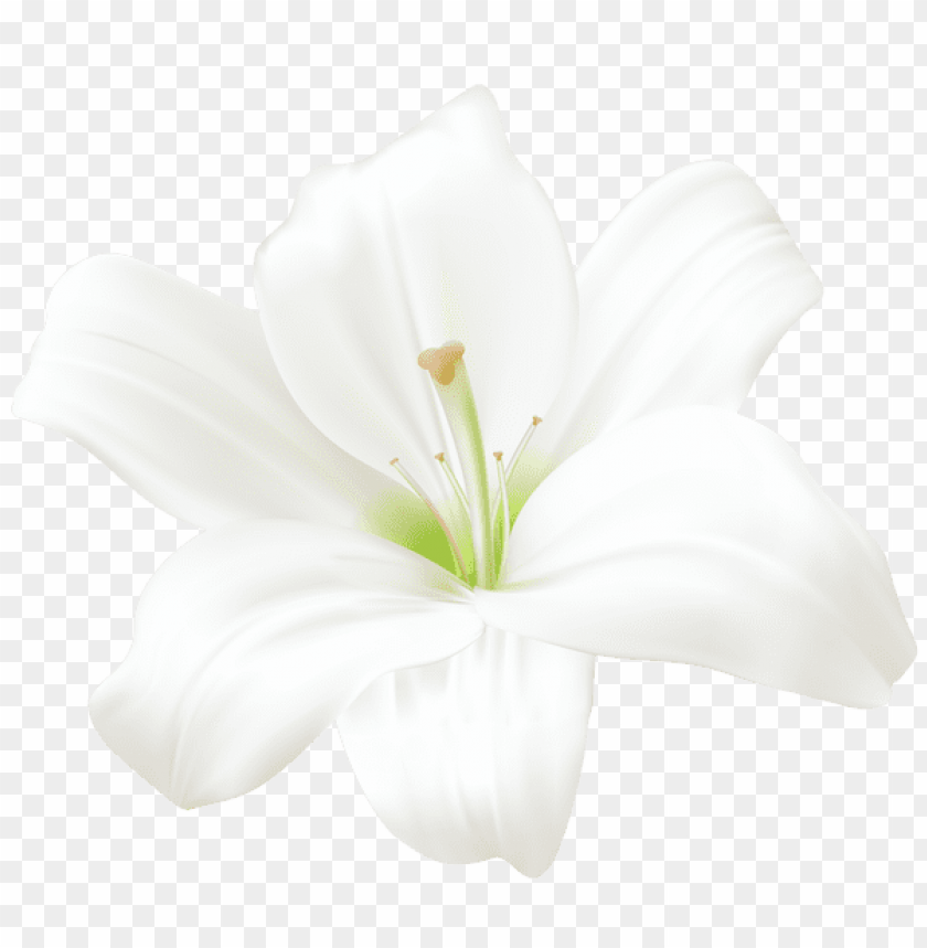 Download white lily png - Free PNG Images | TOPpng