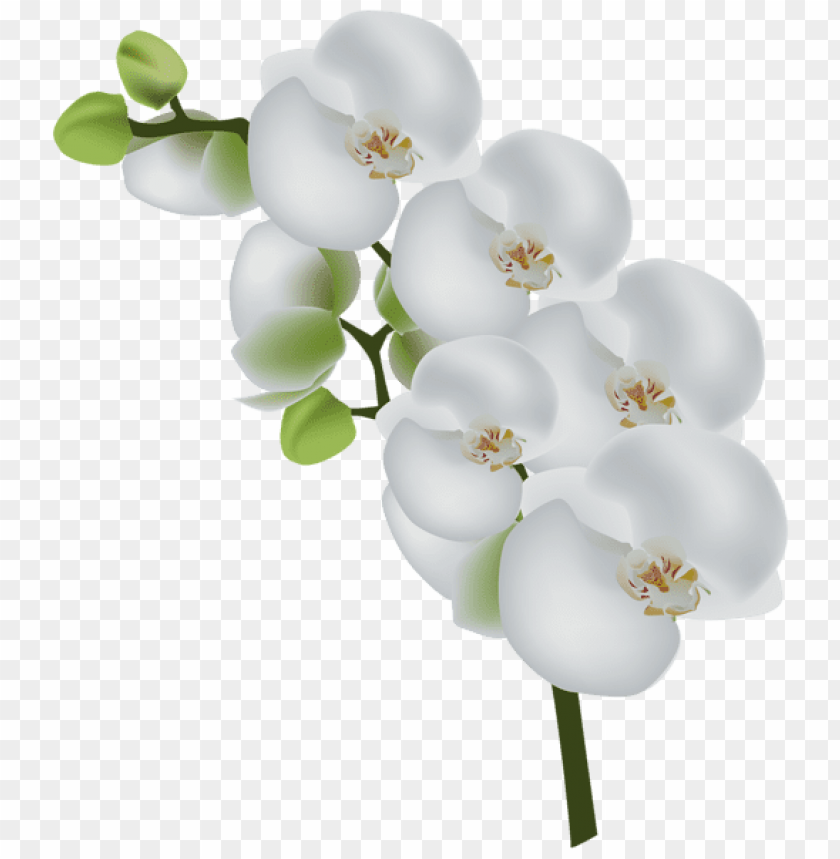 Free download | HD PNG PNG image of white orchid transparent with a ...