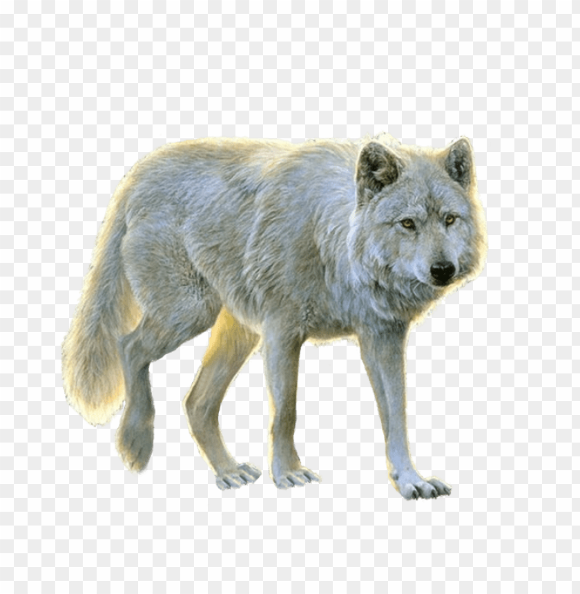 Download white wolf png images background | TOPpng