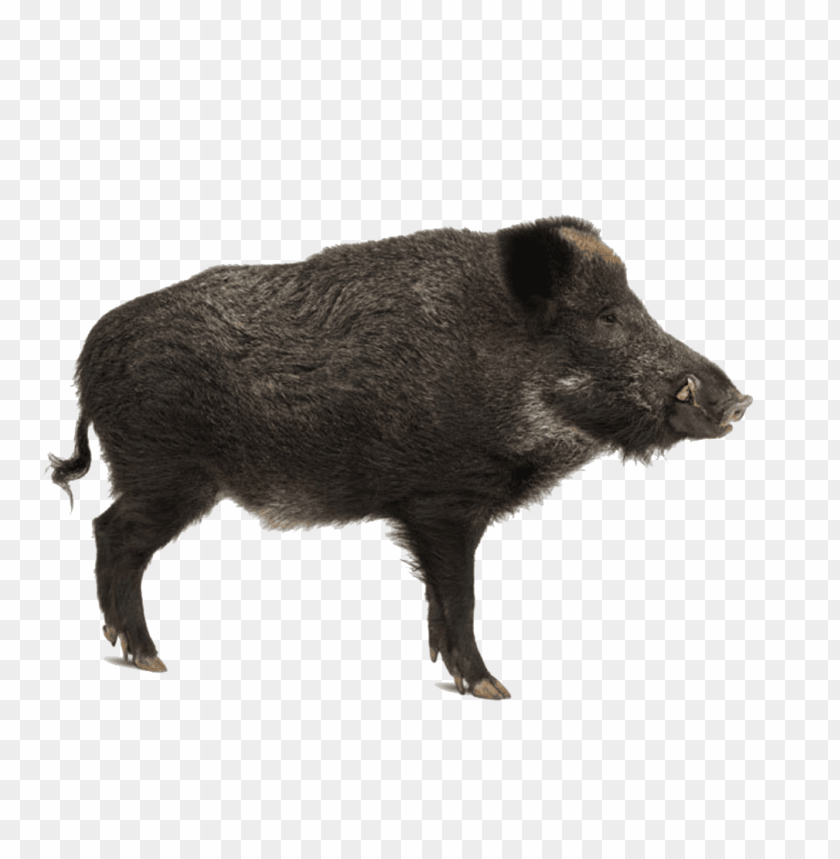 Free download | HD PNG wild boar | TOPpng