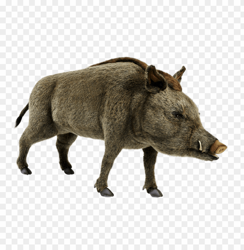 Free download | HD PNG wild boar png pics | TOPpng
