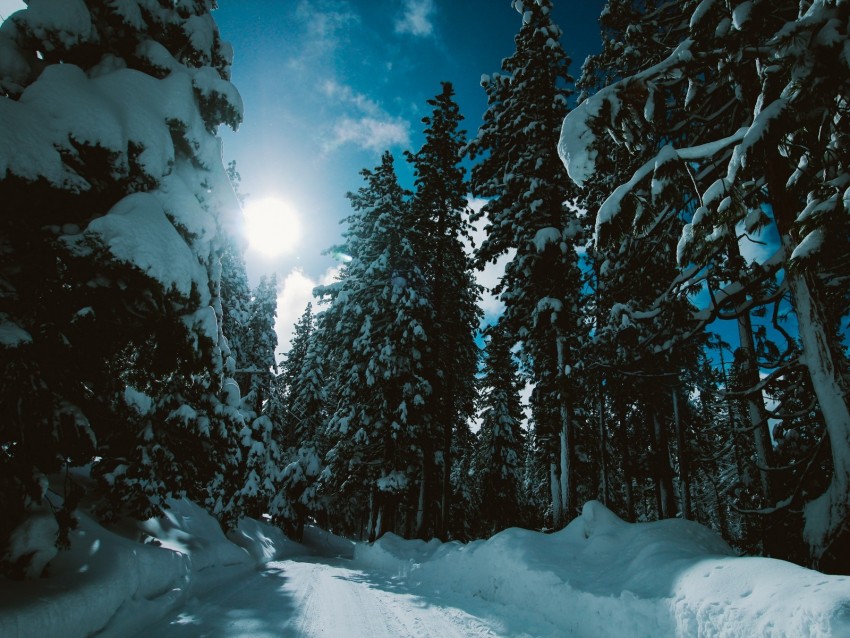 Free download | HD PNG winter forest trees snow road sunlight 4k ...