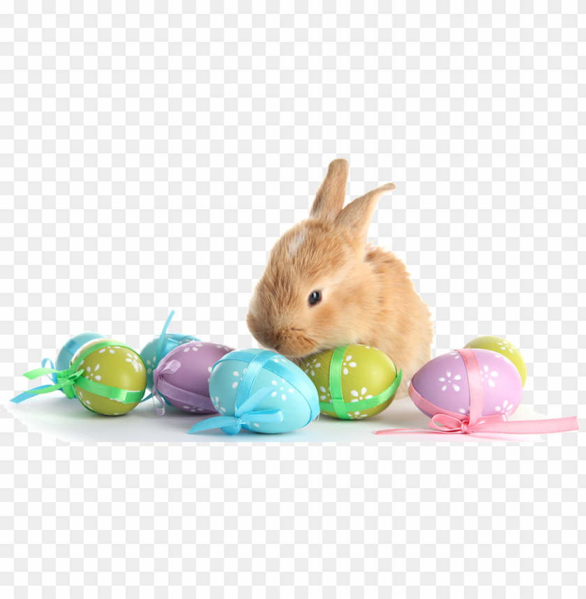 Free download | HD PNG with eggs transparent marges easter bunny eggs ...